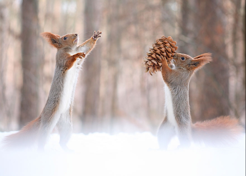 Linda sesión de fotos de ardillas jugando por el fotógrafo Vadim Trunov