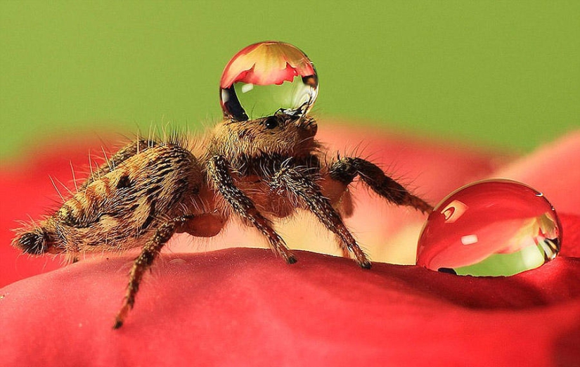 Lindas arañas en gorros de agua.