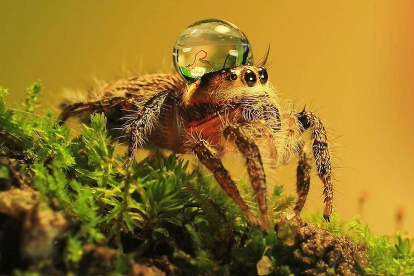 Lindas arañas en gorros de agua.