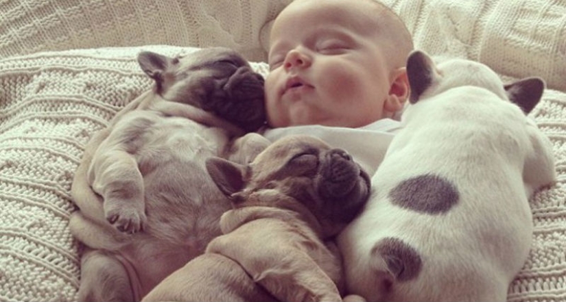 Lindos cachorros bulldog que derretirán tu corazón