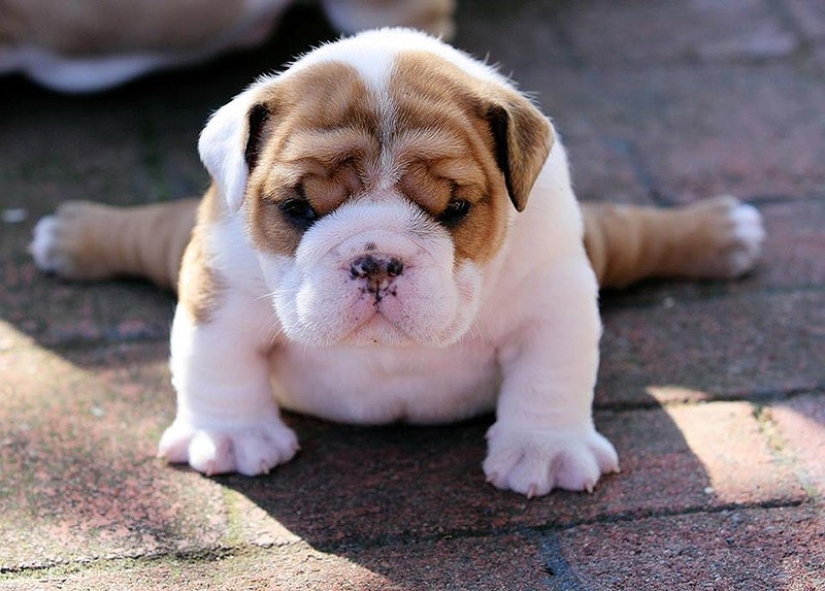 Lindos cachorros bulldog que derretirán tu corazón