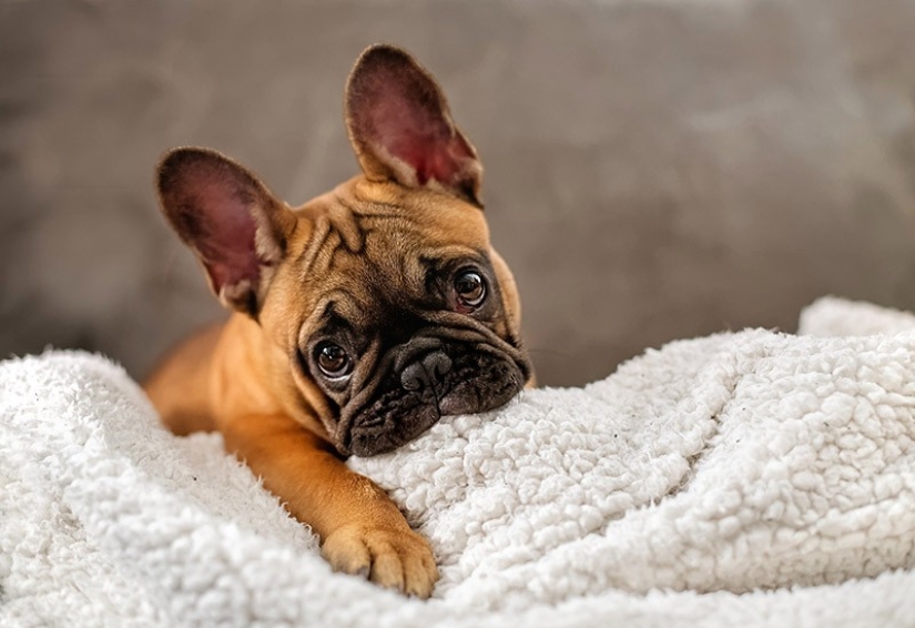 Lindos cachorros bulldog que derretirán tu corazón