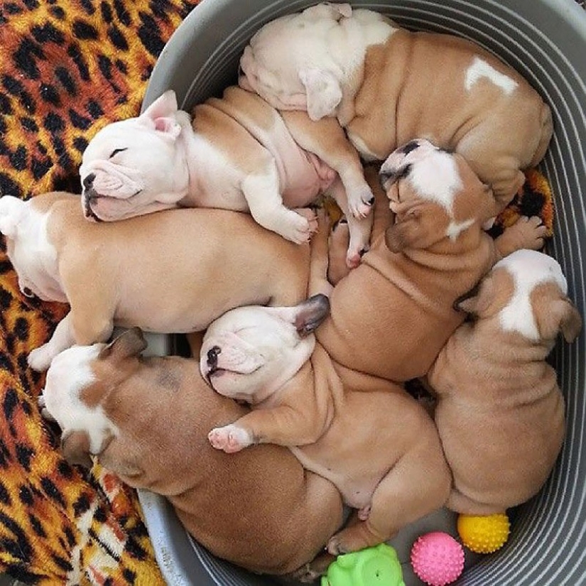 Lindos cachorros bulldog que derretirán tu corazón