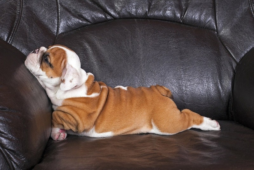 Lindos cachorros bulldog que derretirán tu corazón