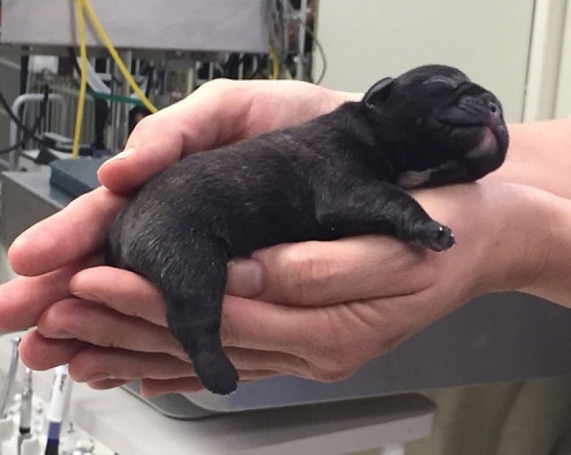 Lindos cachorros bulldog que derretirán tu corazón