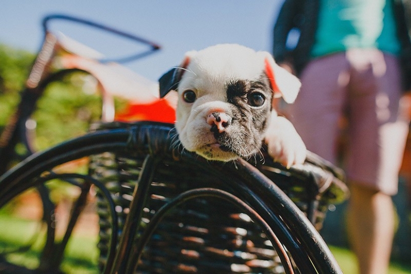 Lindos cachorros bulldog que derretirán tu corazón