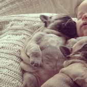 Lindos cachorros bulldog que derretirán tu corazón