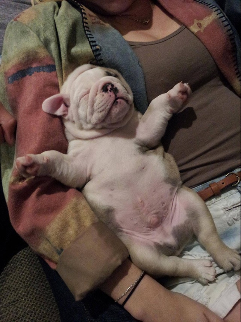 Lindos cachorros bulldog que derretirán tu corazón