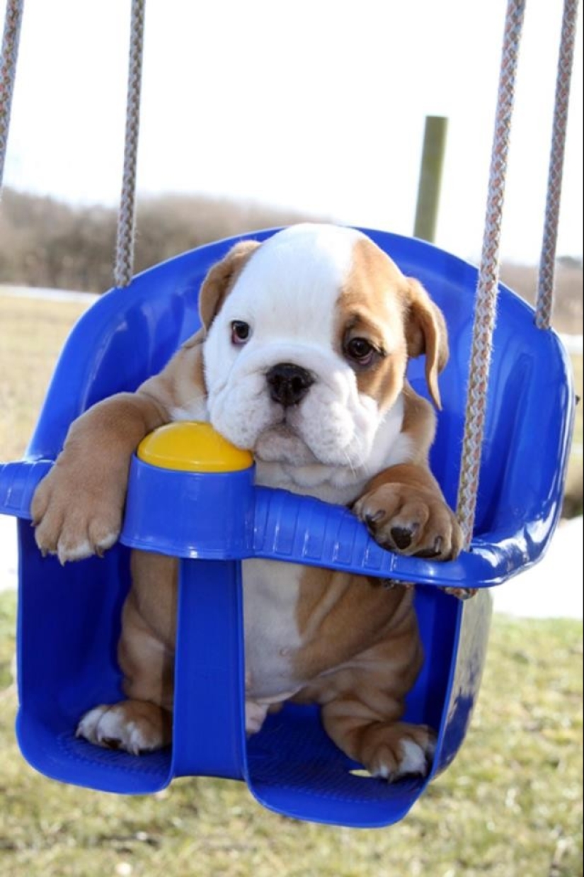 Lindos cachorros bulldog que derretirán tu corazón