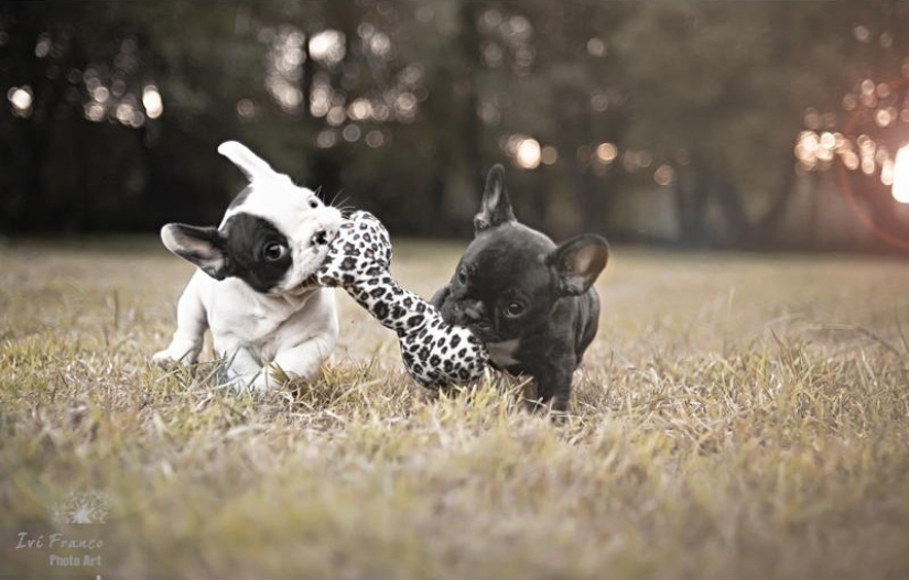 Lindos cachorros bulldog que derretirán tu corazón