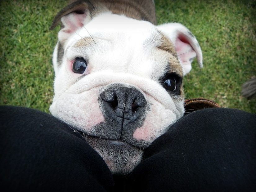 Lindos cachorros bulldog que derretirán tu corazón