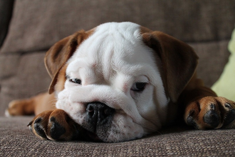 Lindos cachorros bulldog que derretirán tu corazón