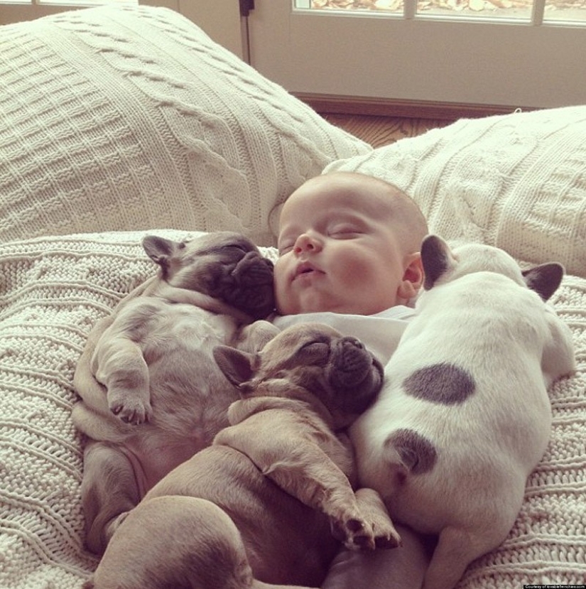 Lindos cachorros bulldog que derretirán tu corazón