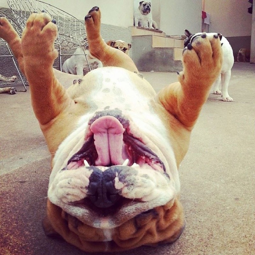 Lindos cachorros bulldog que derretirán tu corazón