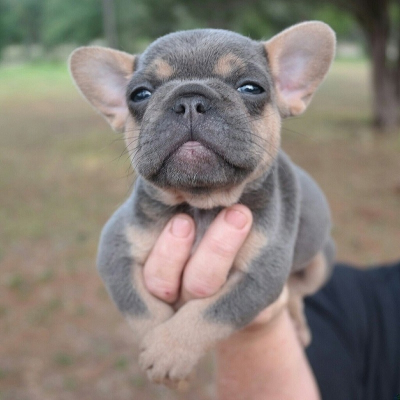 Lindos cachorros bulldog que derretirán tu corazón