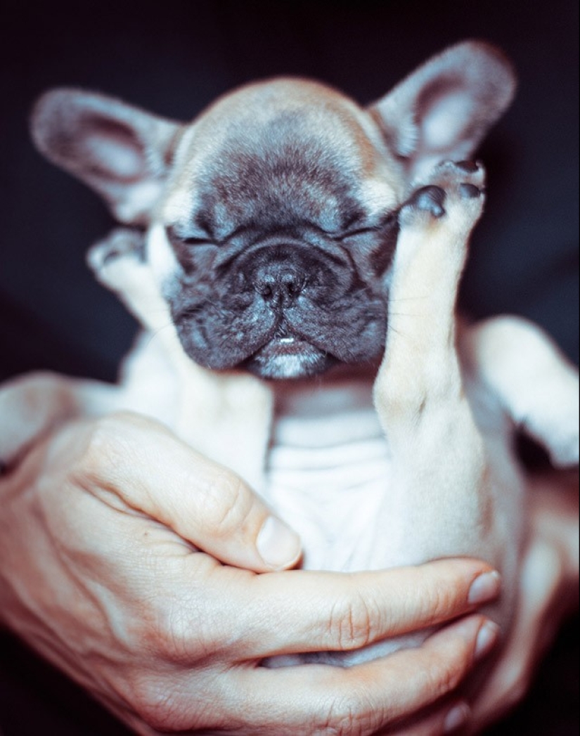 Lindos cachorros bulldog que derretirán tu corazón