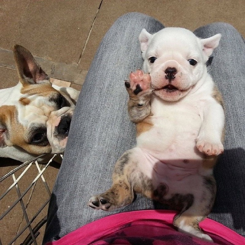 Lindos cachorros bulldog que derretirán tu corazón