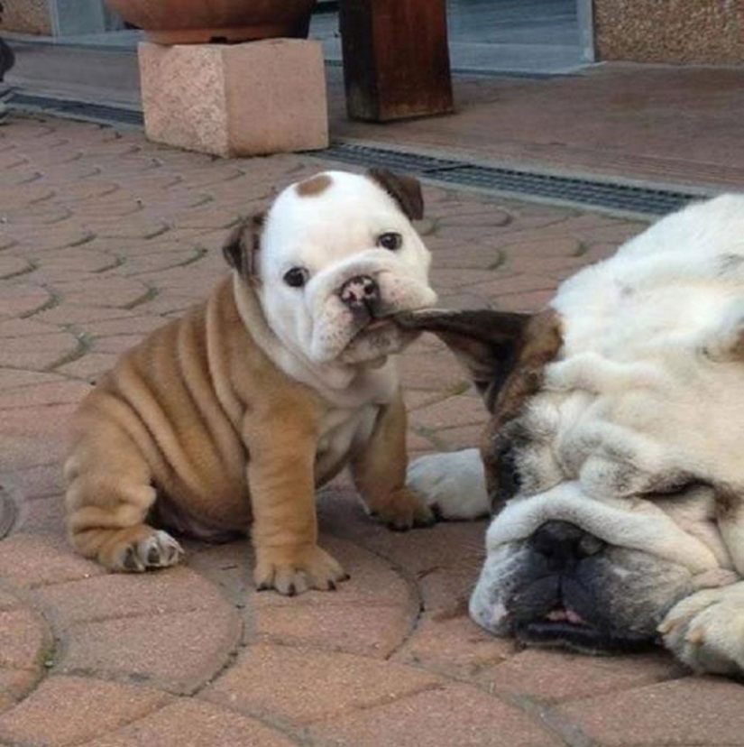 Lindos cachorros bulldog que derretirán tu corazón