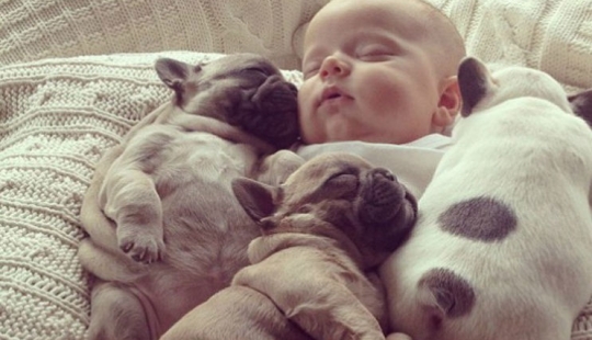 Lindos cachorros bulldog que derretirán tu corazón