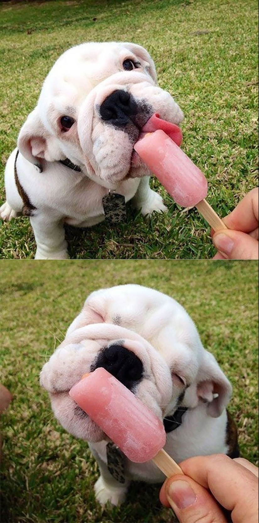 Lindos cachorros bulldog que derretirán tu corazón