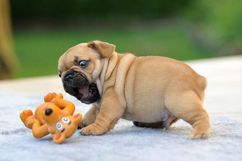 Lindos cachorros bulldog que derretirán tu corazón