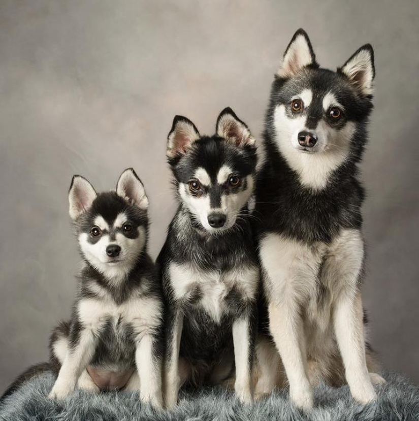 Lindos huskies en miniatura de kli-kai que viven en Alaska