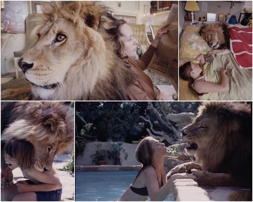 Lion as a pet