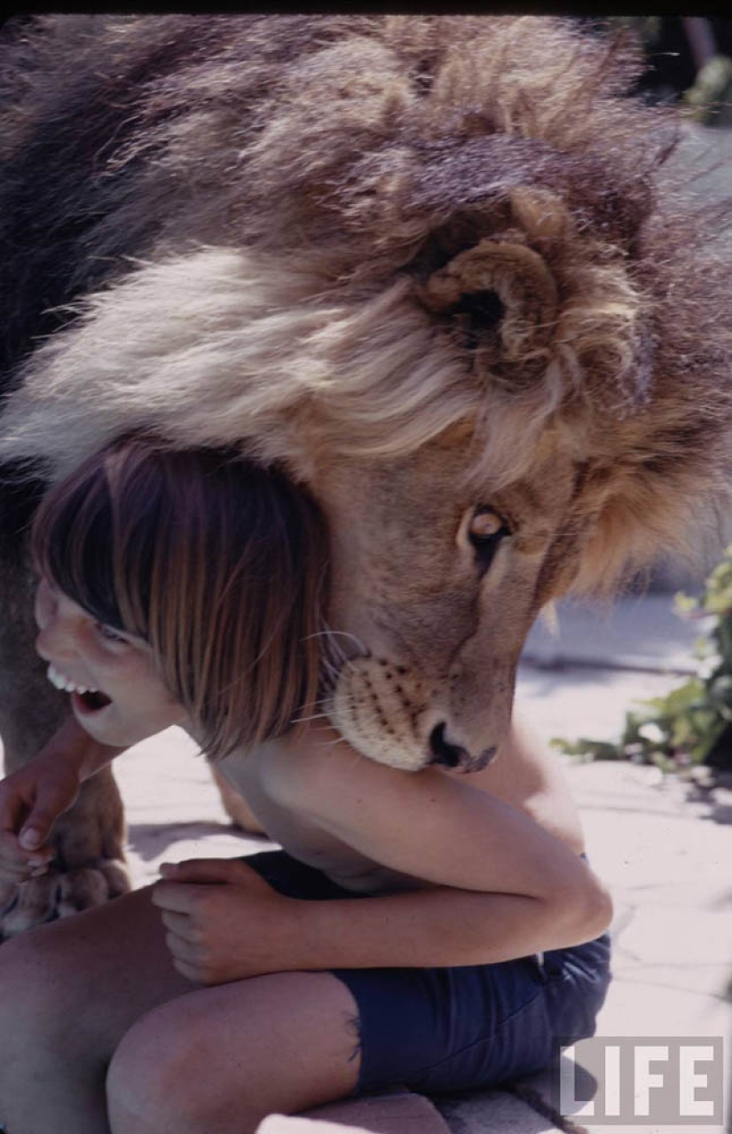 Lion as a pet