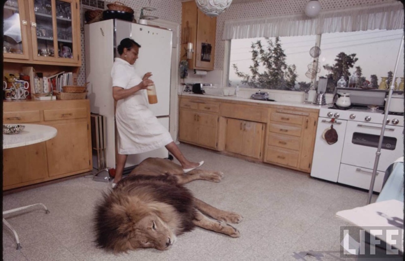 Lion as a pet