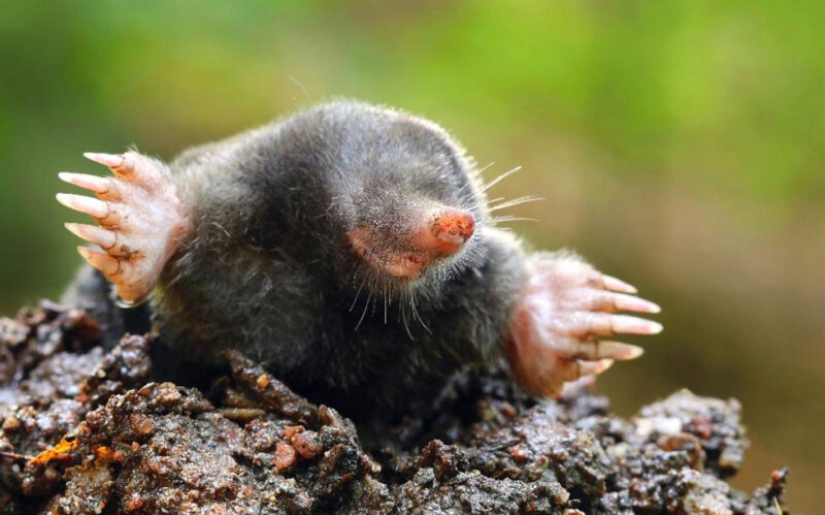 "Little Gentlemen in Black Velvet", or What Exactly You Didn't Know About Moles