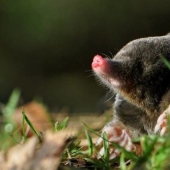 "Little Gentlemen in Black Velvet", or What Exactly You Didn't Know About Moles