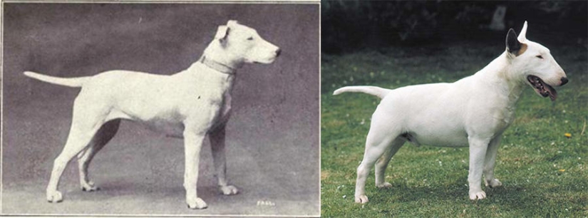 Lo que 100 años de" mejora " de los perros pedigrí han llevado a