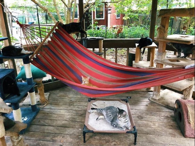 Lo que es y es Koti, zona de juegos para gatos al aire libre