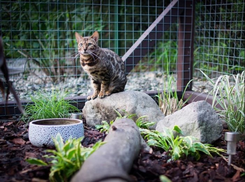 Lo que es y es Koti, zona de juegos para gatos al aire libre