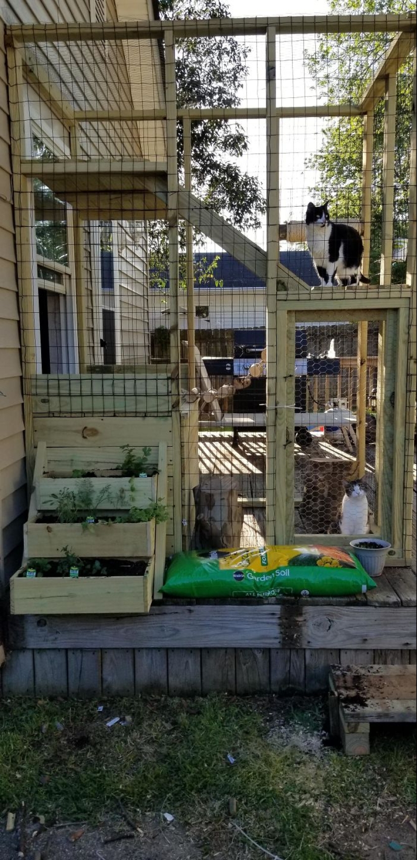 Lo que es y es Koti, zona de juegos para gatos al aire libre