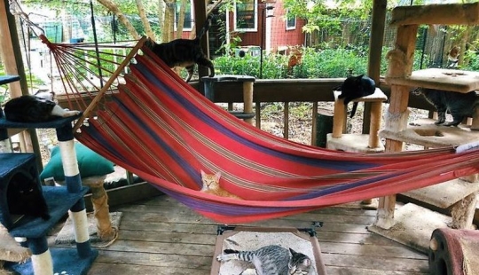 Lo que es y es Koti, zona de juegos para gatos al aire libre