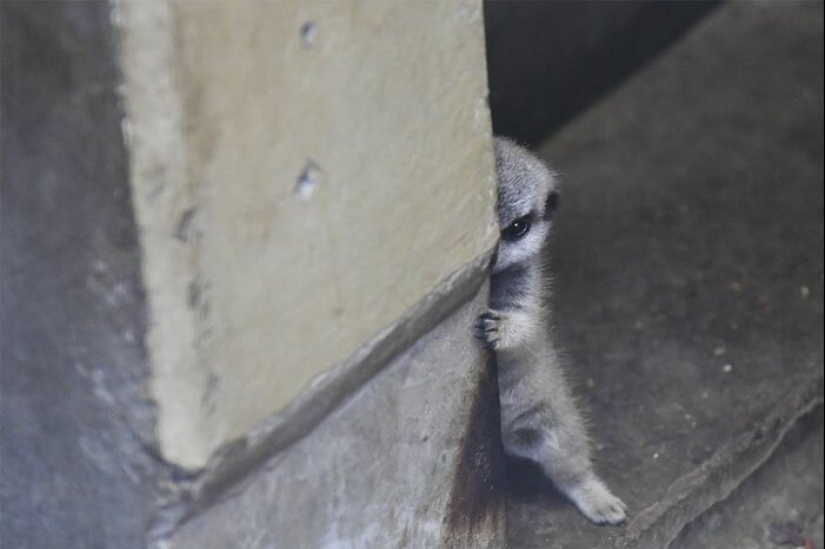 Loading dose of fluffy minimisethe: family of meerkats from Japan