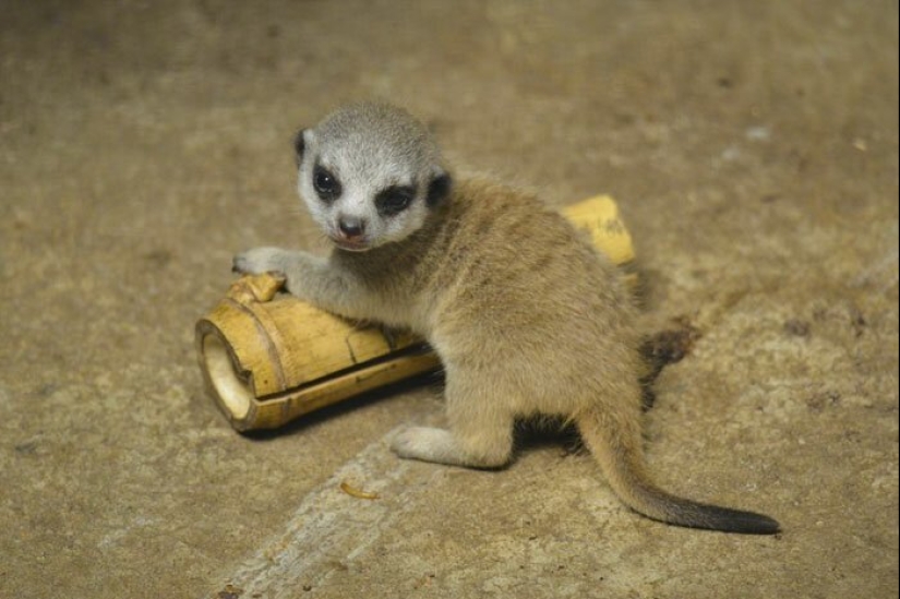 Loading dose of fluffy minimisethe: family of meerkats from Japan