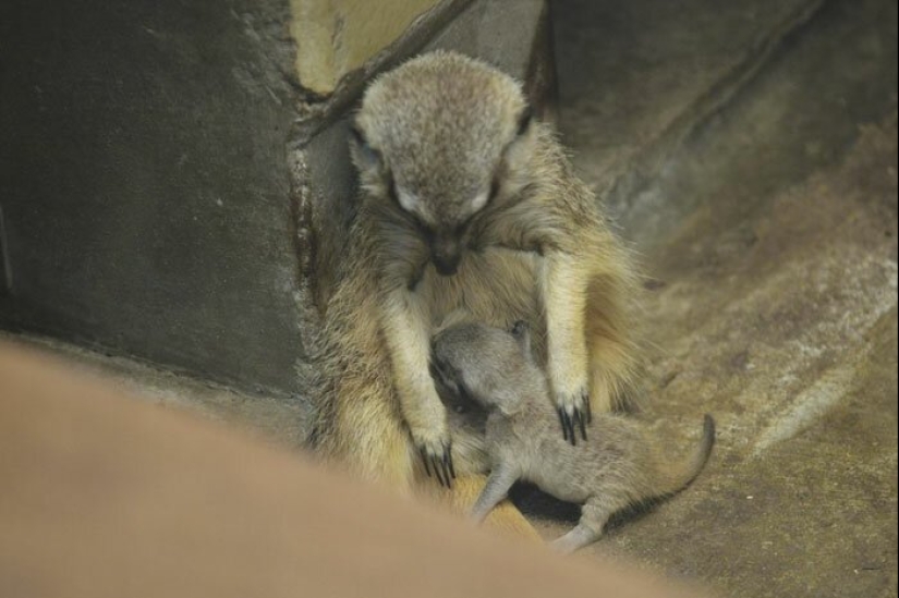 Loading dose of fluffy minimisethe: family of meerkats from Japan