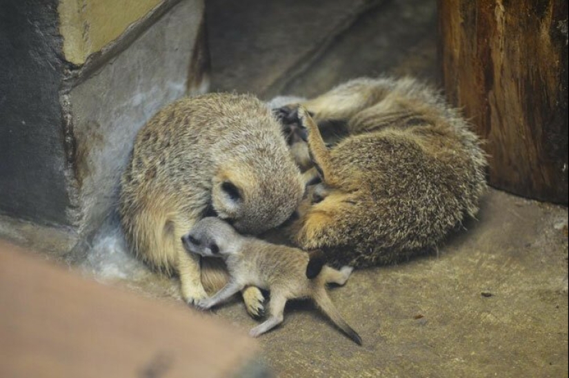 Loading dose of fluffy minimisethe: family of meerkats from Japan