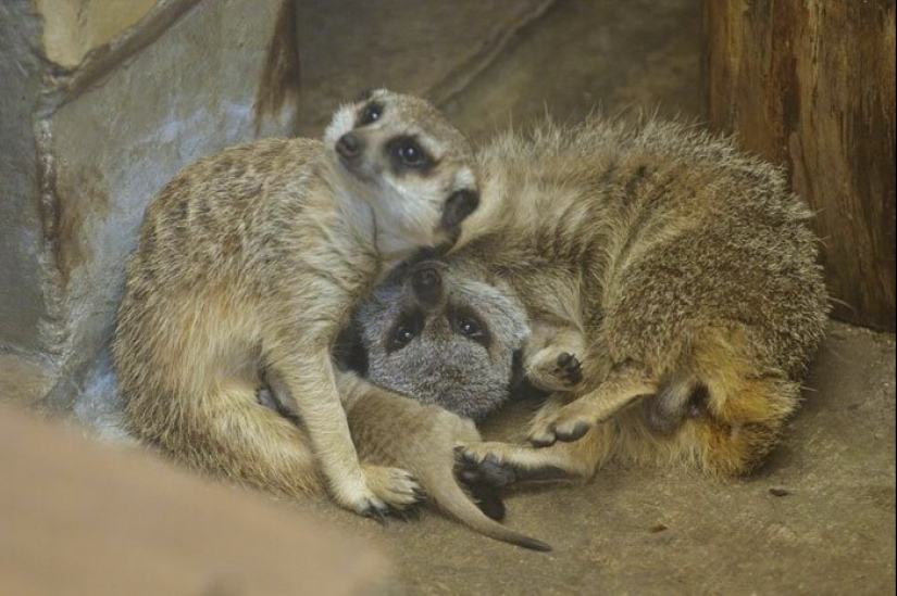 Loading dose of fluffy minimisethe: family of meerkats from Japan