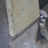 Loading dose of fluffy minimisethe: family of meerkats from Japan