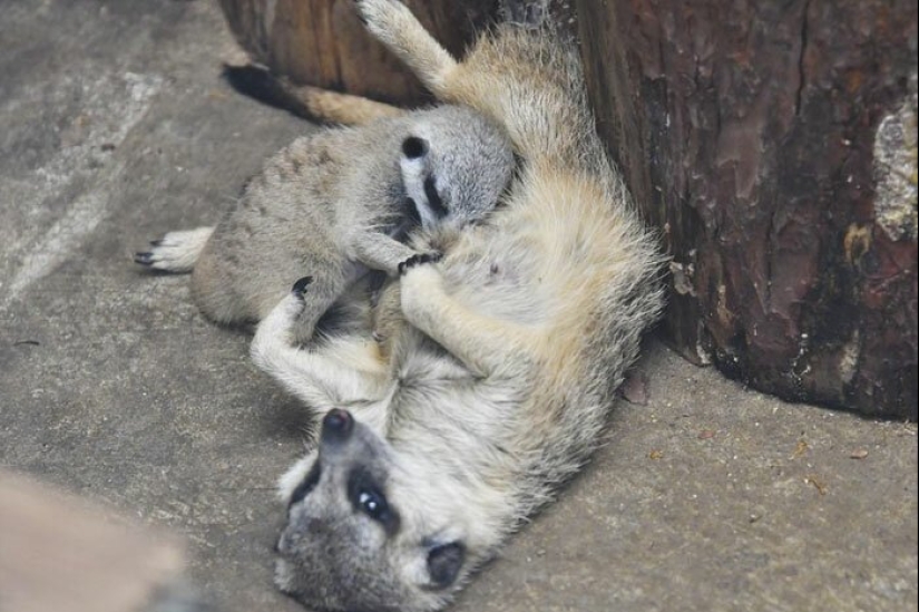 Loading dose of fluffy minimisethe: family of meerkats from Japan