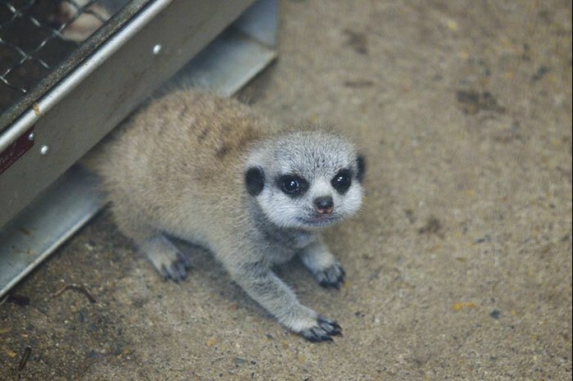 Loading dose of fluffy minimisethe: family of meerkats from Japan