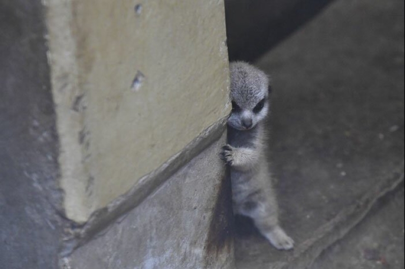 Loading dose of fluffy minimisethe: family of meerkats from Japan