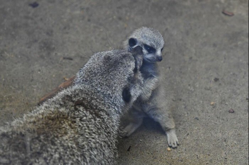 Loading dose of fluffy minimisethe: family of meerkats from Japan