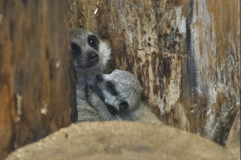 Loading dose of fluffy minimisethe: family of meerkats from Japan