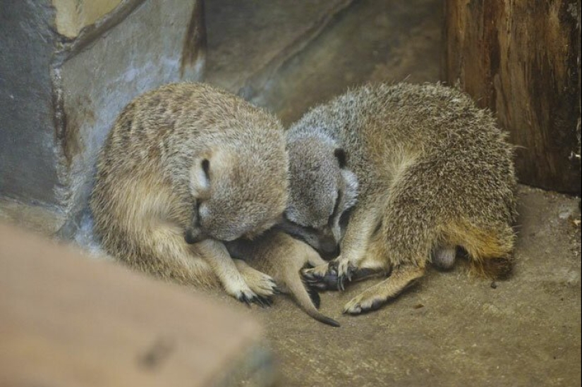 Loading dose of fluffy minimisethe: family of meerkats from Japan