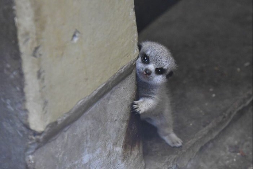 Loading dose of fluffy minimisethe: family of meerkats from Japan