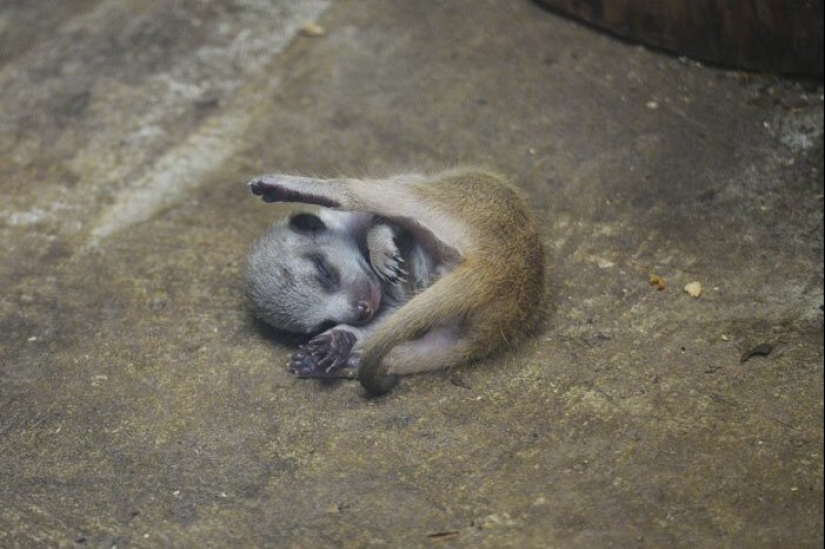 Loading dose of fluffy minimisethe: family of meerkats from Japan